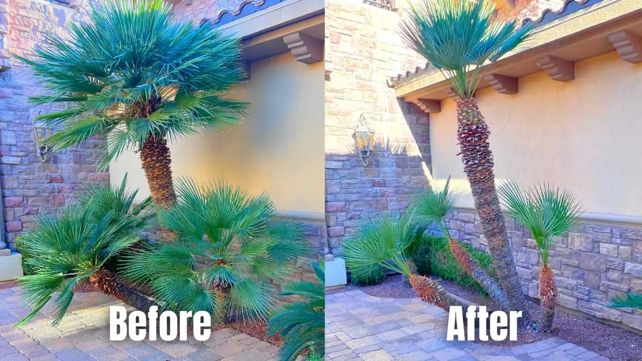 Palm pruning before and after