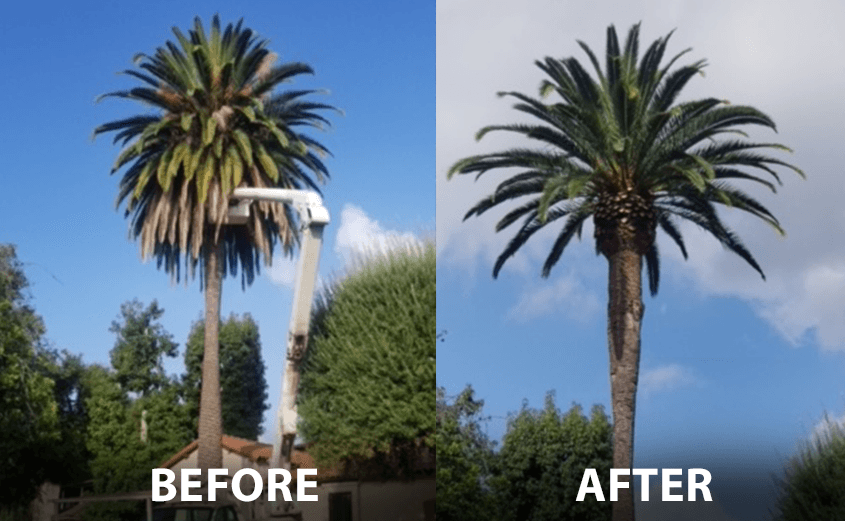 Palm skinning before and after
