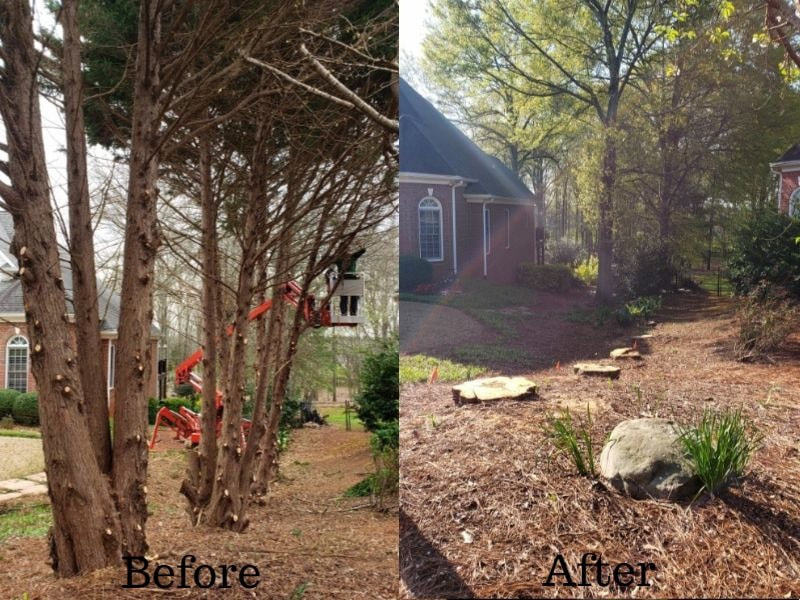 Tree removal before and after